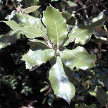 Chene vert ou Quercus persistant 